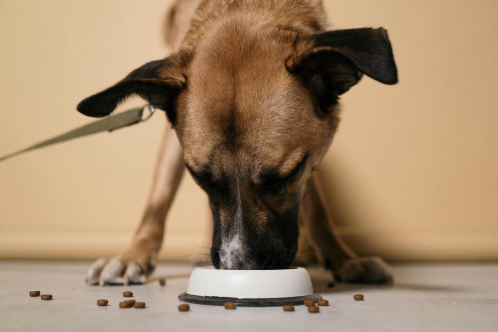 Pet Food Processing
