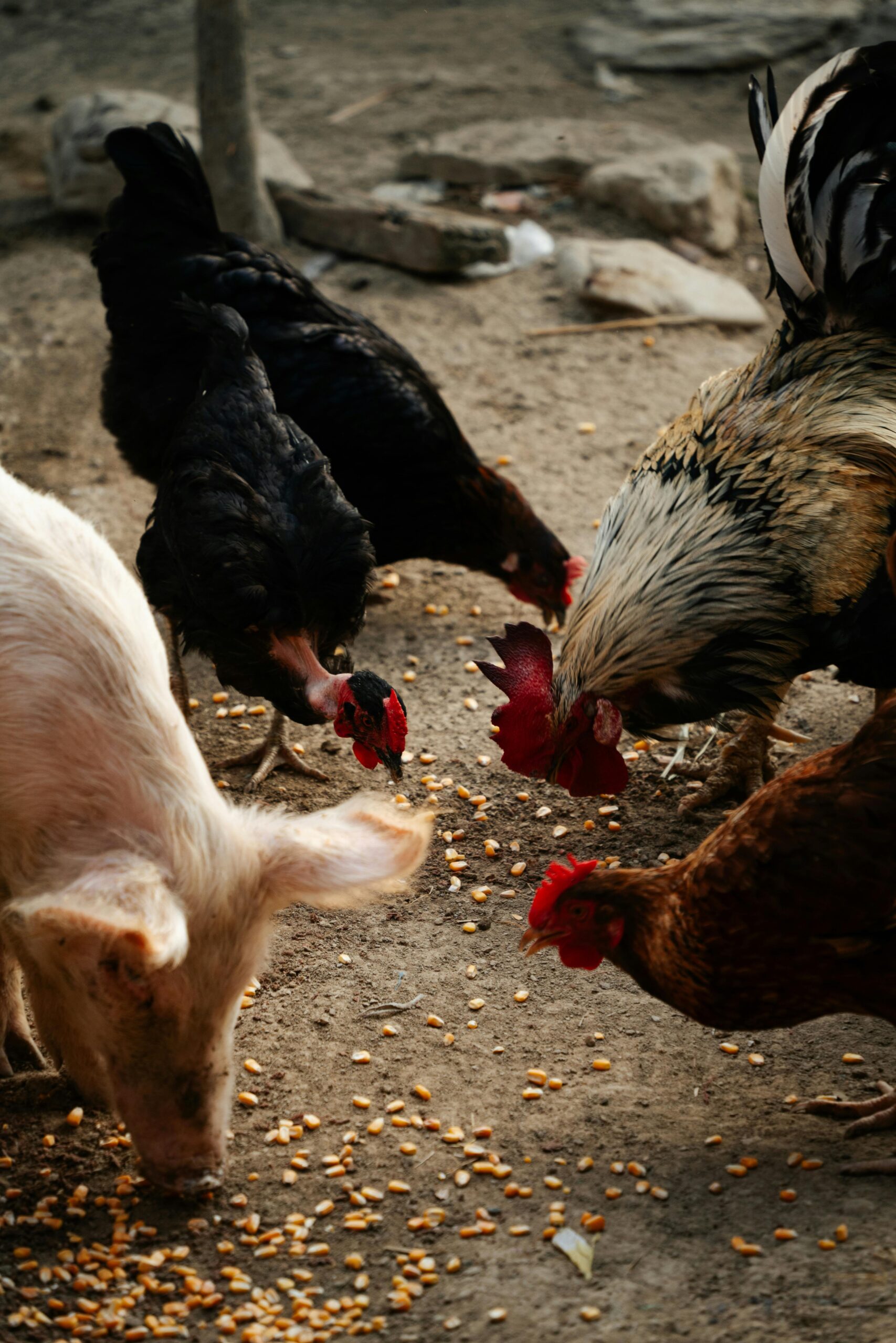 Animal Feed, chickens and pigs with feed
