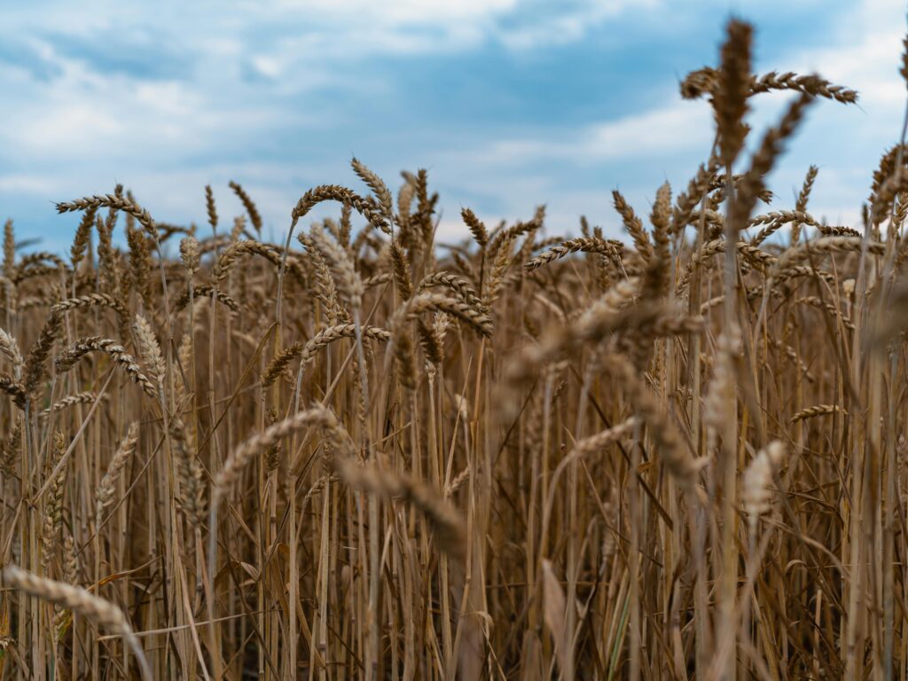 wheat field