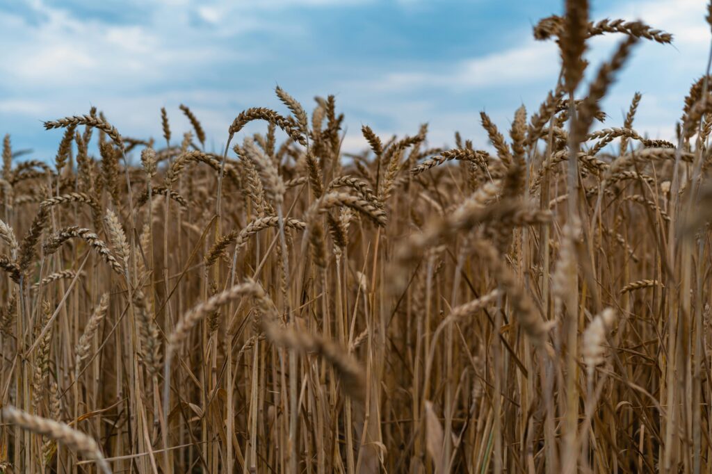 wheat field