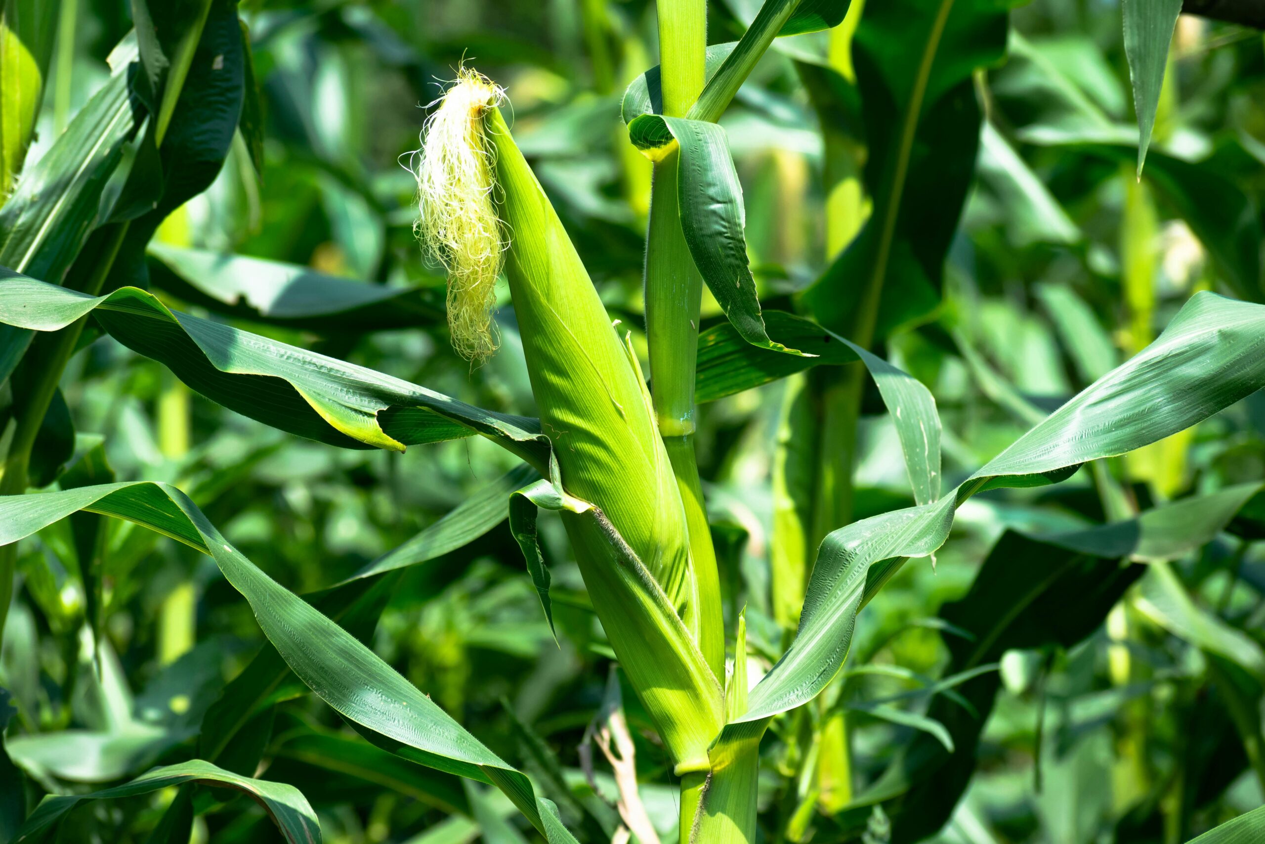 corn field